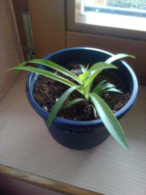 Bild0712.jpg