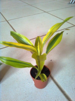 calatheas white fusion Calathea 'White Fusion' 6
