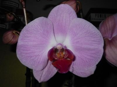 Phal Namenlos 1_1.JPG