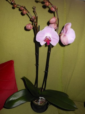 Phal Namenlos 1.JPG