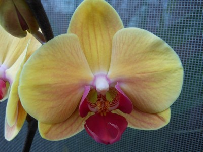 Könnte das eine  Doritaenopsis Sin Yuan Golden Beauty sein_1.JPG
