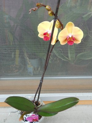 Könnte das eine  Doritaenopsis Sin Yuan Golden Beauty sein.JPG