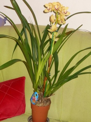 Cymbidium gelb.JPG