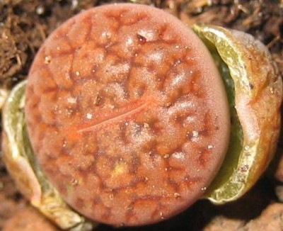 Bild green24 3 774.jpg