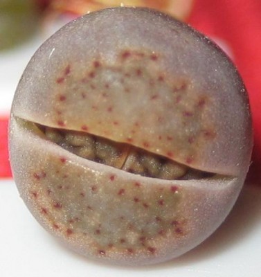 Bild green24 3 771.jpg