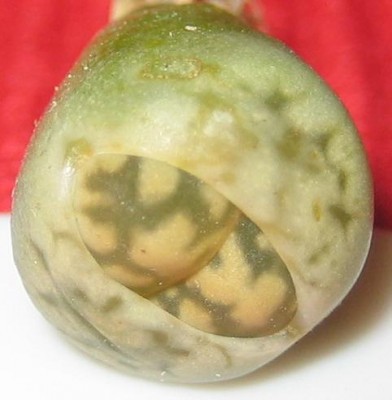 Bild green24 3 770.jpg