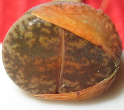 Bild green24 3 767.jpg