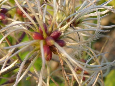 Waldgeißblatt (7) - Kopie (800x600).jpg