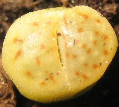 Bild green24 3 801.jpg