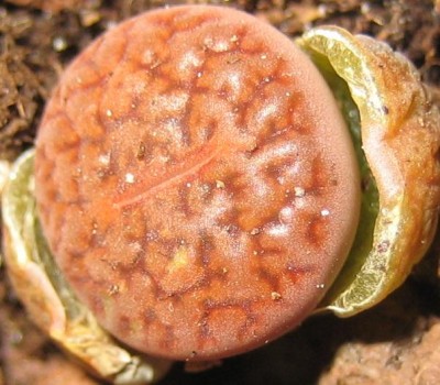 Bild green24 3 798.jpg