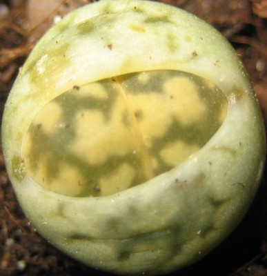 Bild green24 3 796.jpg