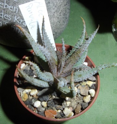 aloe parvula.jpg