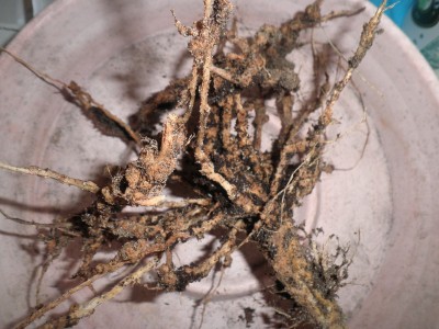 root knot 001.JPG