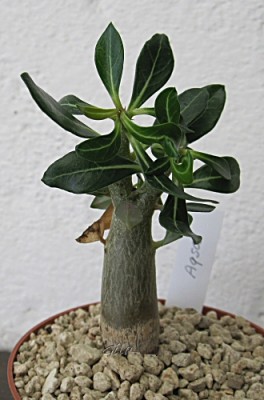 gila_adenium_aqsa04.jpg