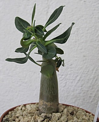 gila_adenium_aqsa02.jpg