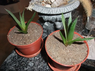 DSCF7678.jpg