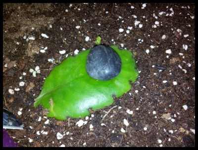 Kalanchoe Magic Bell.jpg