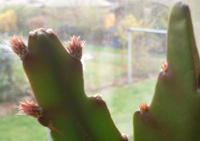 Augustina 04.04..jpg