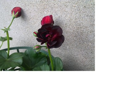 06042012092 Black Magic.jpg