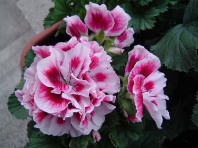 DSC09228.jpg