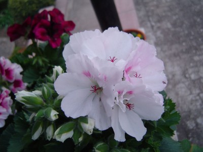 DSC09227.jpg