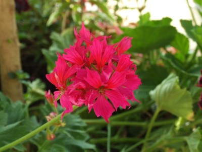 DSCF0203.JPG