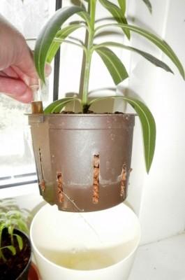 Oleander1.jpg