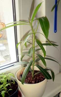 Oleander.jpg