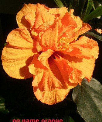 Hibiskus orange1.jpg