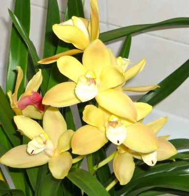 Cymbidium nah.JPG