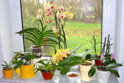 Orchifenster 1.JPG
