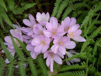 Planten5.jpg