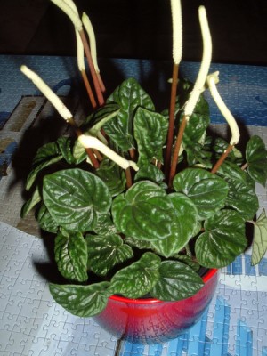 DSCF6571.JPG