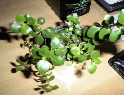 Kalanchoe.jpg
