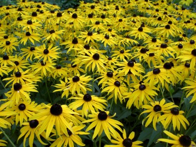 Planten4.jpg