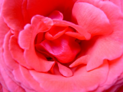 Planten2.jpg