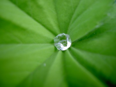 Planten1.jpg
