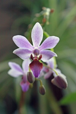 Phalenopsis equestris.jpg
