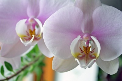 Phalenopsis Cultivar (weiß-rosa).jpg