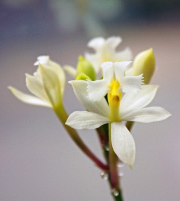 Epidendrum weiß.jpg