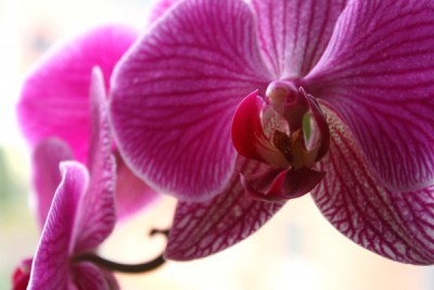 Phalenopsis Cultivar (lila).jpg