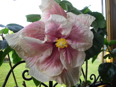 IMGP2854.JPG