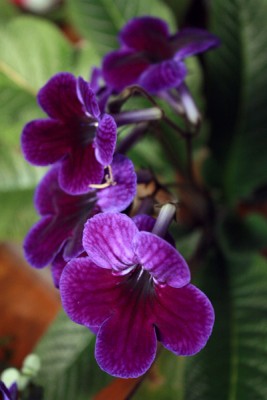 Streptocarpus Cultivar (lila).jpg