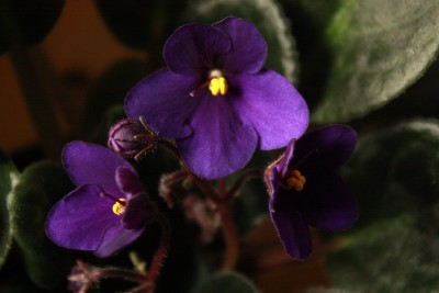Saintpaulia ionantha (Mini-lila).jpg