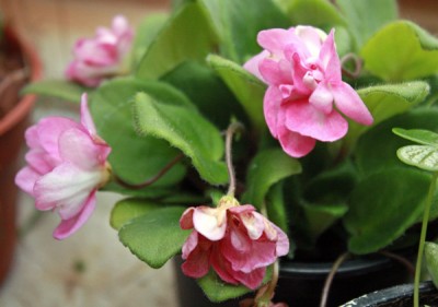 Saintpaulia ionantha (Mini-gefüllt-pink).jpg