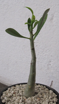 gila_adenium_apple04.png