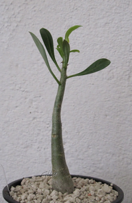 gila_adenium_apple02.png