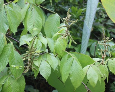 156. Baum, IMG_9086.JPG