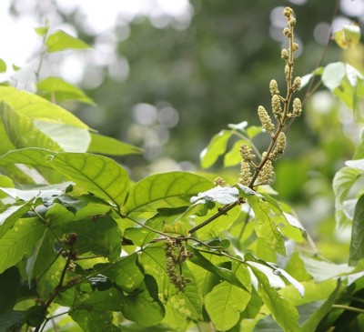 157. Baum, IMG_9131.JPG