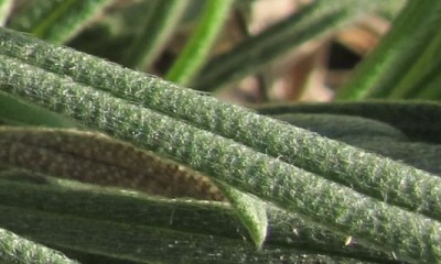 onosma.jpg